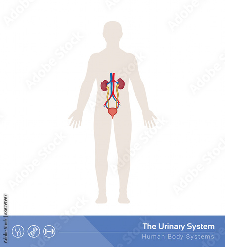 The urinary system