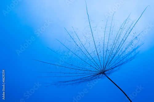 Fototapeta Naklejka Na Ścianę i Meble -  close up of dandelion on the blue background