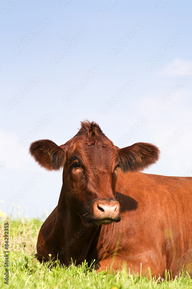 Cow looking at the camera