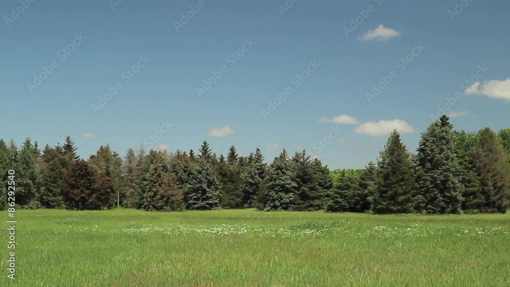 Green meadow with fir-trees on the background Green meadow with fir-trees on the background