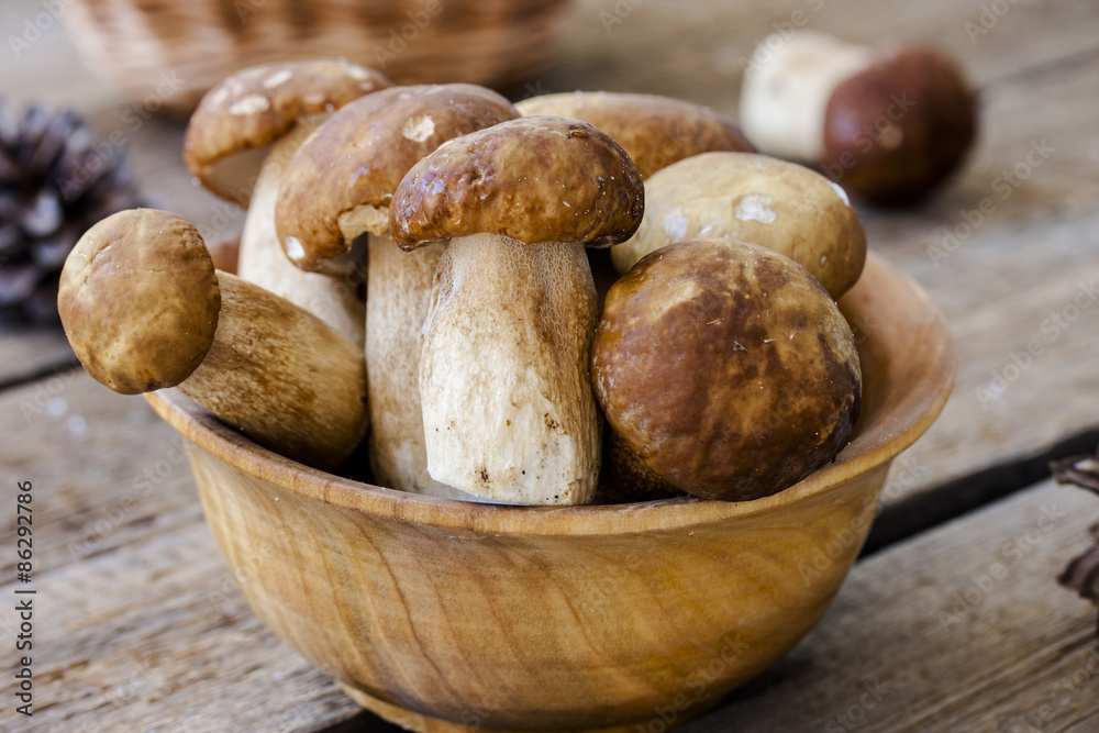 group of porcini mushrooms group of porcini mushrooms