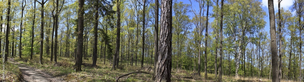 Obraz premium forest