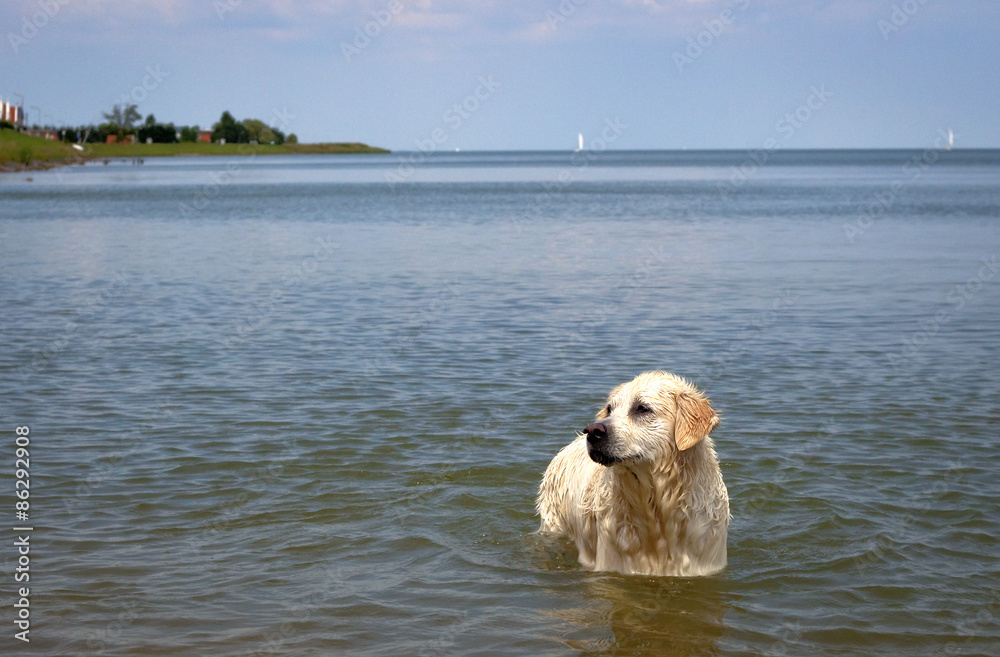 Wet Labrador retriever chest deep in ocean with blue sky Wet Labrador retriever chest deep in ocean with blue sky