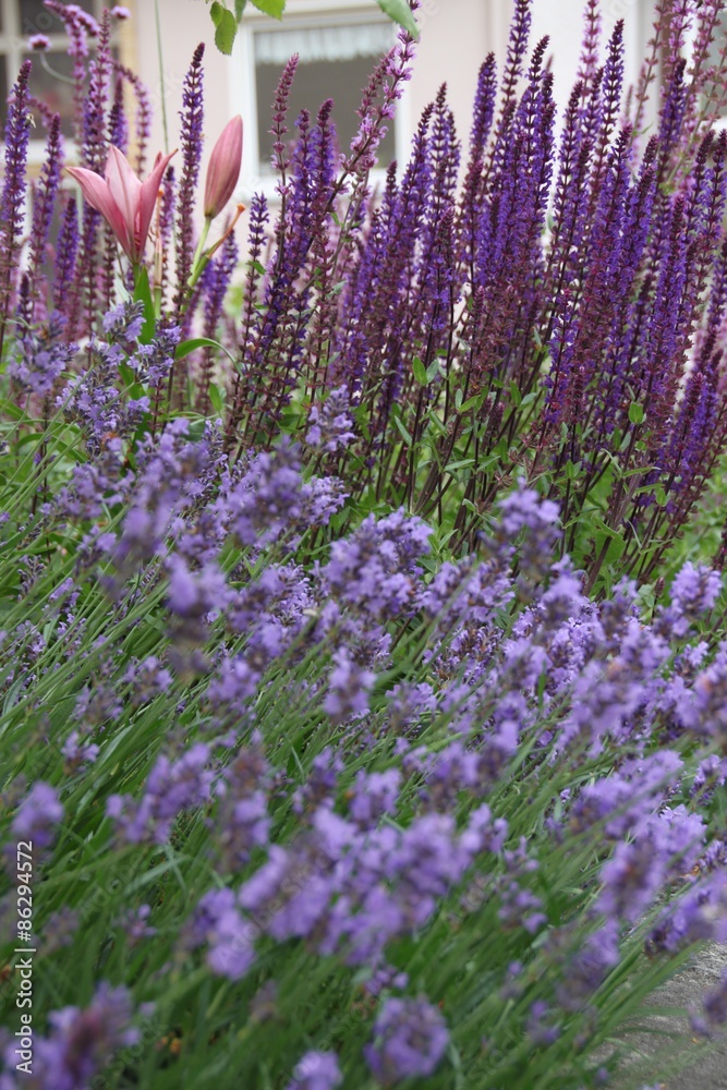 Naklejka premium Kräutergarten mit Salbei und Lavendel - lila blühend