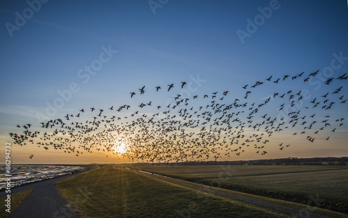 Flying goose, Terschelling The Netherlands photo