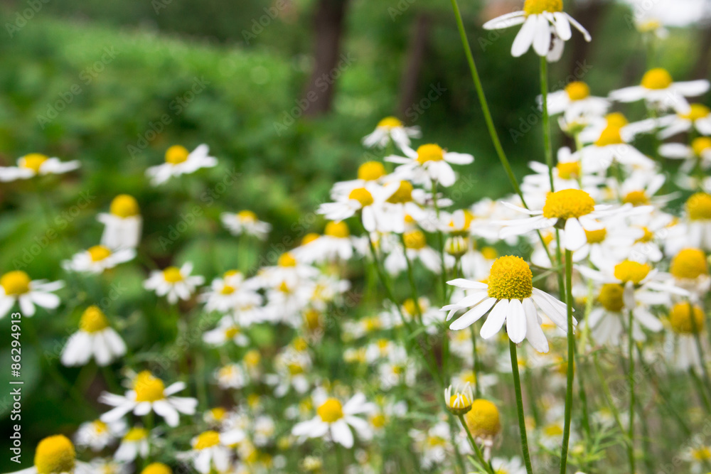 Chamomile flower