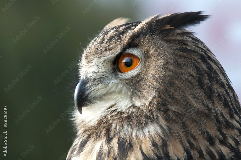 Obraz premium beautiful Eurasian eagle-owl