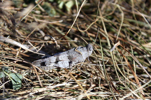 The blue-winged grasshopper, Oedipoda caerulescens in a dry grass