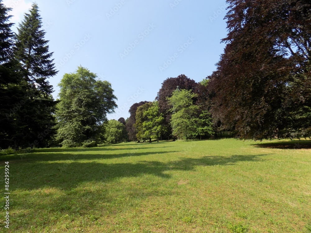 Fototapeta premium Meadow and forest