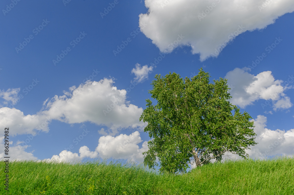 Lonely tree with sky and clouds in background in summer Lonely tree with sky and clouds in background in summer