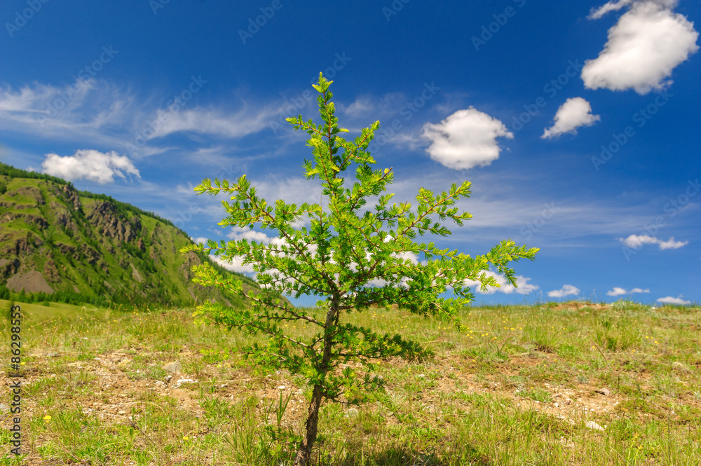 Small larch in highland meadow in Altai mountains in summer
