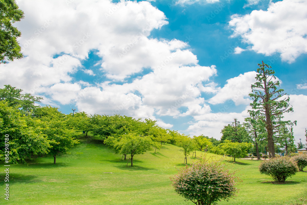 Obraz premium 青空と公園