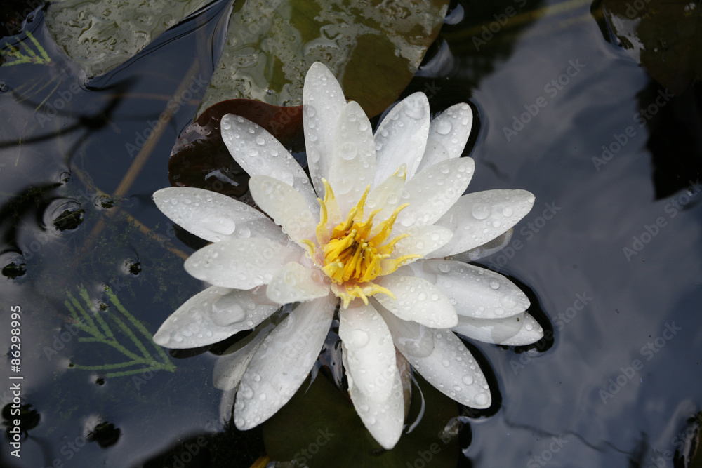 Blooming white colored water lilies in a small pond Blooming white colored water lilies in a small pond