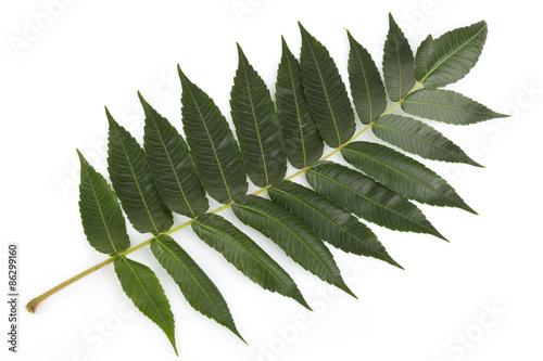 Staghorn sumac leaves on white photo