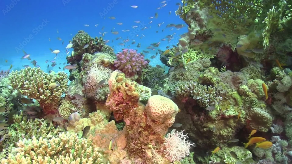 Tropical Fish on Vibrant Coral Reef, underwater scene
Tropical Fish on Vibrant Coral Reef, underwater scene