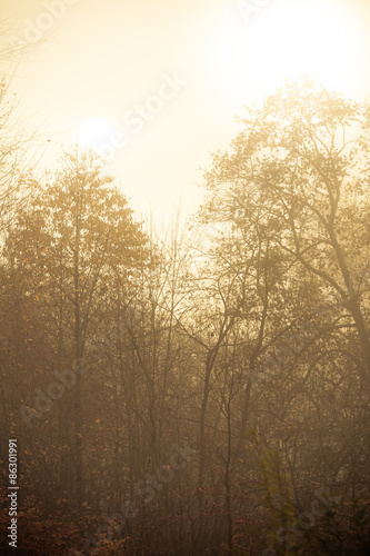 Trees in autumn park foggy day