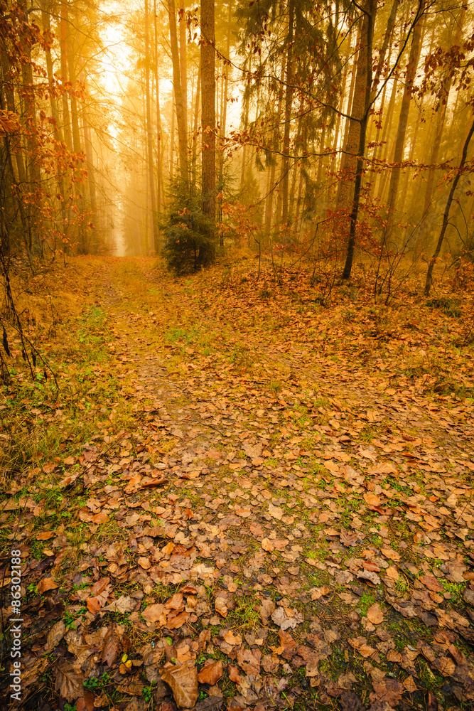 Fototapeta premium Pathway through the misty autumn forest