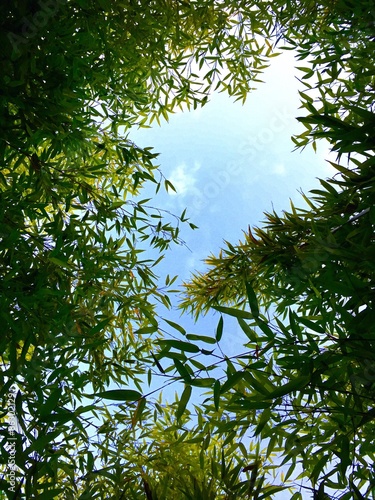 Looking up the sky through bamboo trees