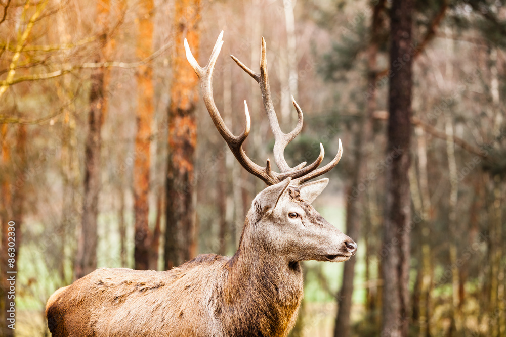 Fototapeta premium Red deer stag in autumn fall forest