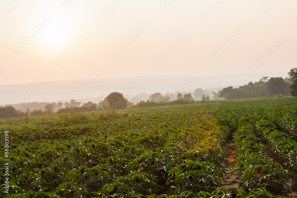 Naklejka premium cassava field