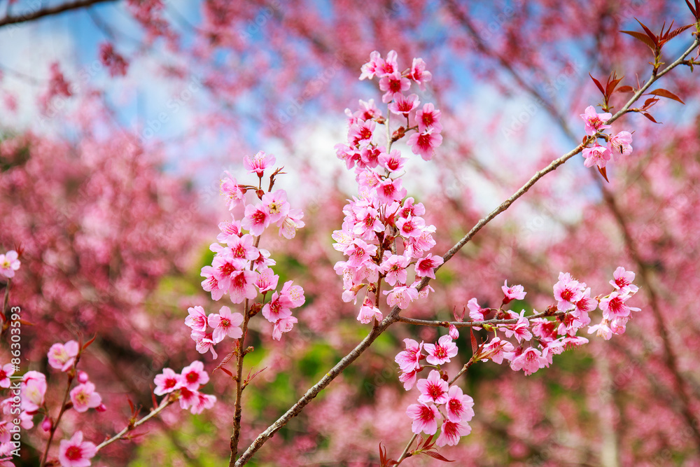 Japanese cherry blossom in spring Japanese cherry blossom in spring