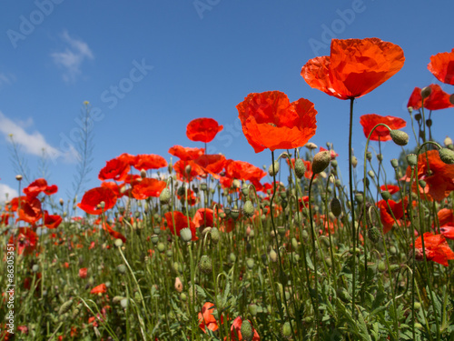 blooming red poppy in a wheat field - Papaver rhoeas