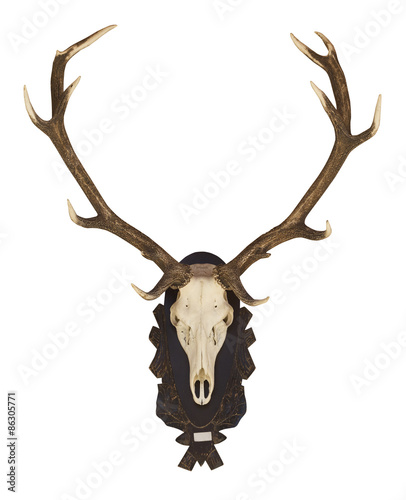 Buffalo skull and horn isolated white background.