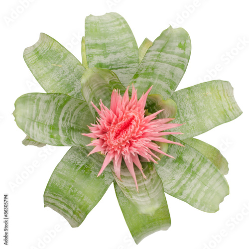 bromeliad isolated on white background photo