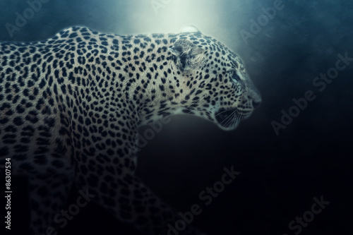 Digital photo manipulation of a Sri lankan leopard. Soft focus effect in action