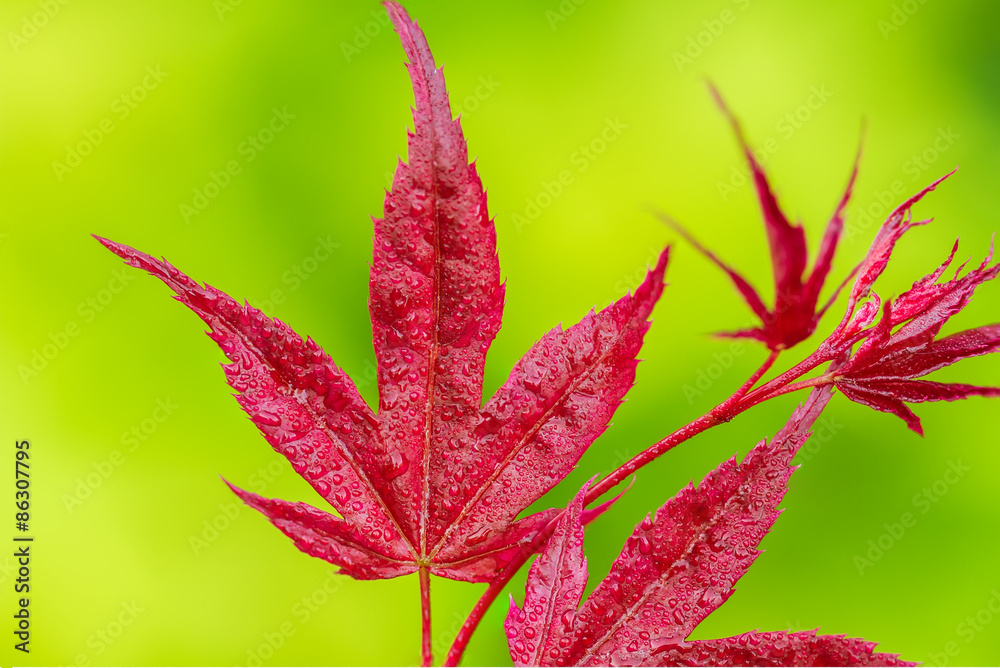red in green red in green
