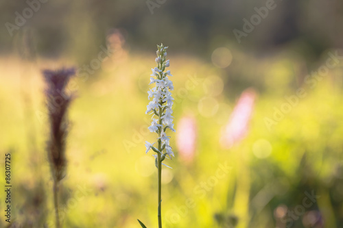 Wild Fragrant Orchid