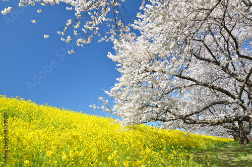 満開の桜と菜の花