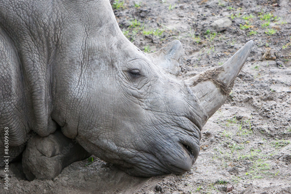 Fototapeta premium Close-up of a white rhino
