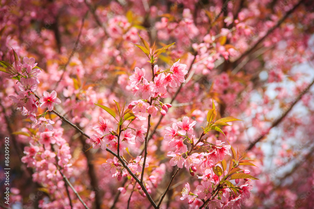 Japanese cherry blossom in spring Japanese cherry blossom in spring
