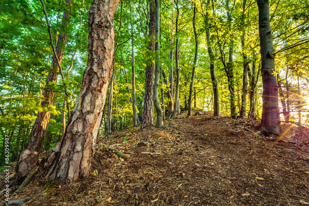Summer Forrest Sunrise Summer Forrest Sunrise