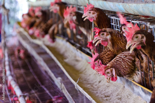 Chicken Farm