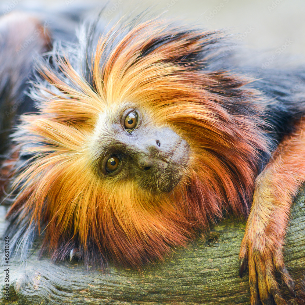 Obraz premium Portrait of a Golden headed lion tamarin monkey