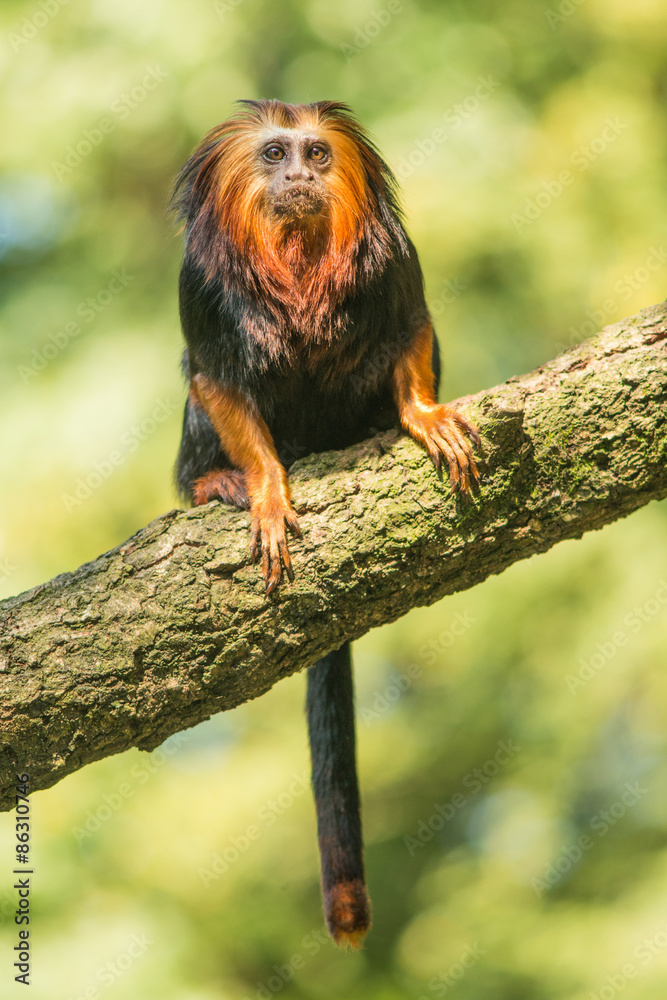 Golden headed lion tamarin monkey sitting on a bench with green background Golden headed lion tamarin monkey sitting on a bench with green background
