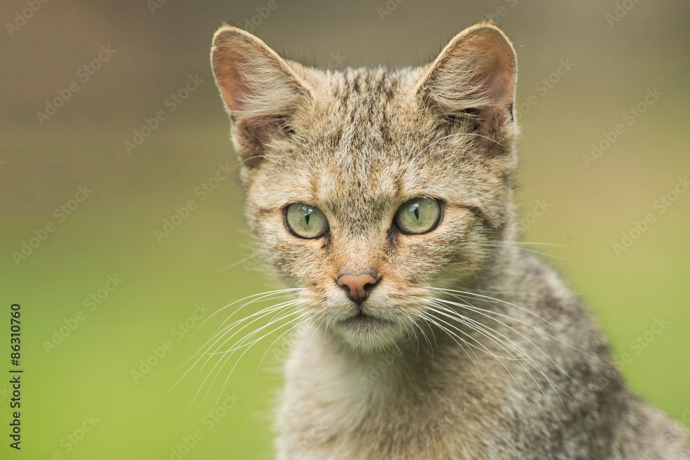 Portrait of a wild cat with green background