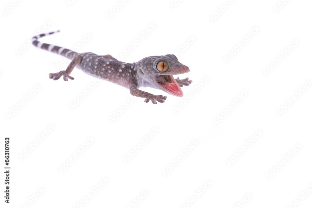 Naklejka premium Angry gecko lizard with mouth open isolated at a white background