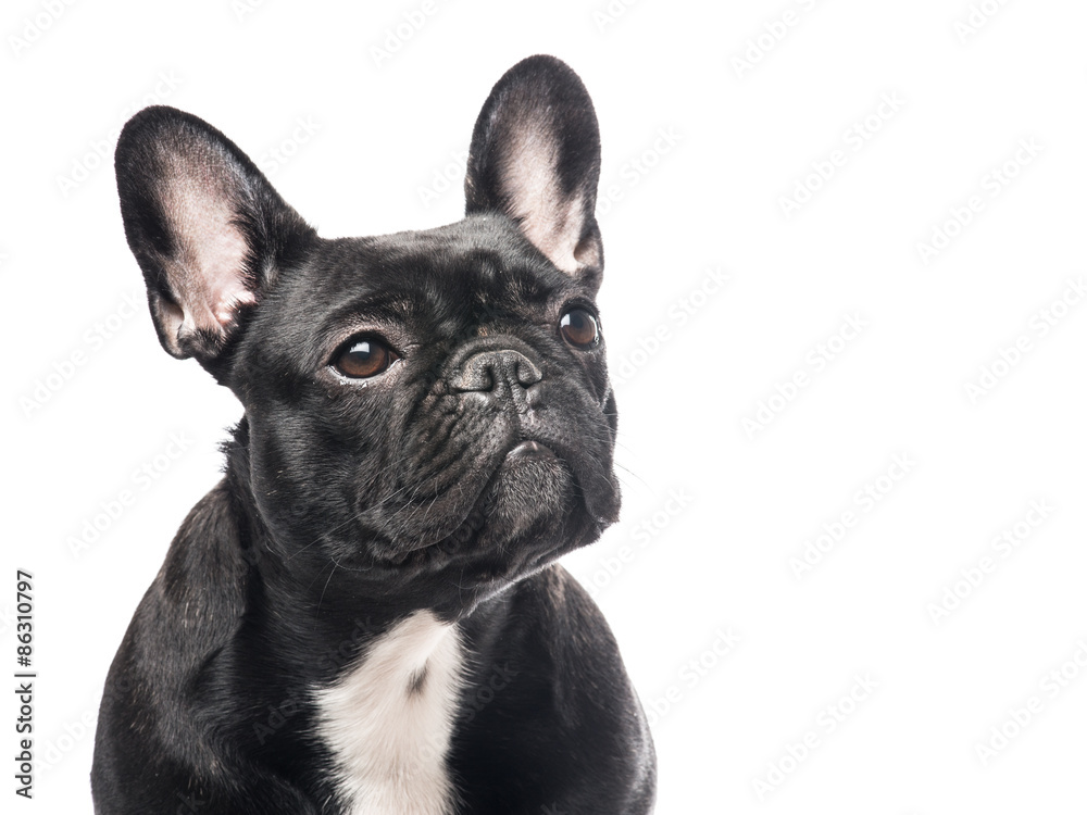 Portrait of a cute French Bulldog looking up at a white background