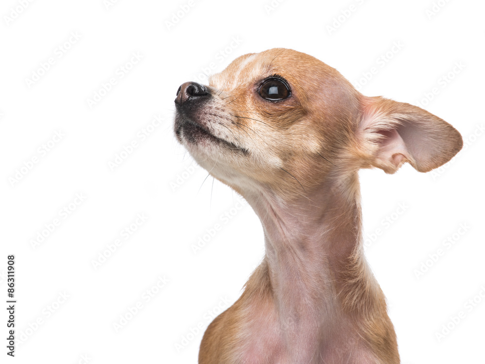 Portrait of a cute small chihuahua looking sidewards and up at a white background