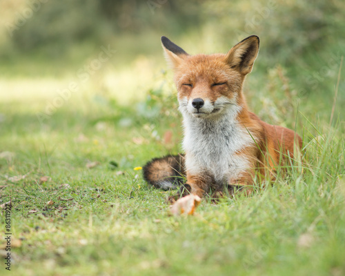 Lazy fox relaxing in the grass