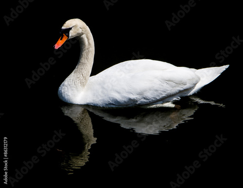 Fototapeta Naklejka Na Ścianę i Meble -  White swan