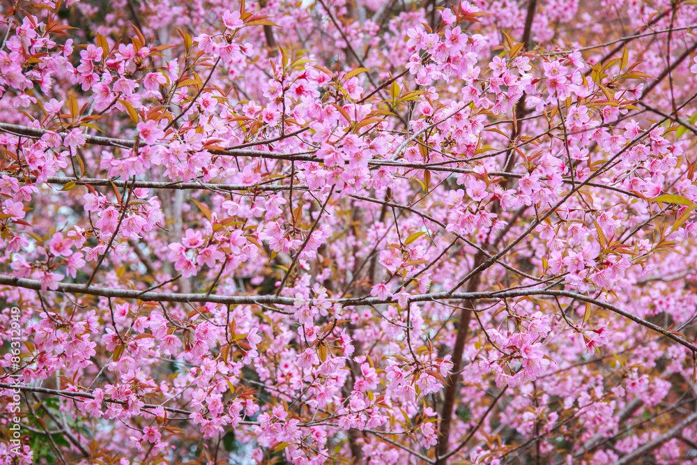 Japanese cherry blossom in spring