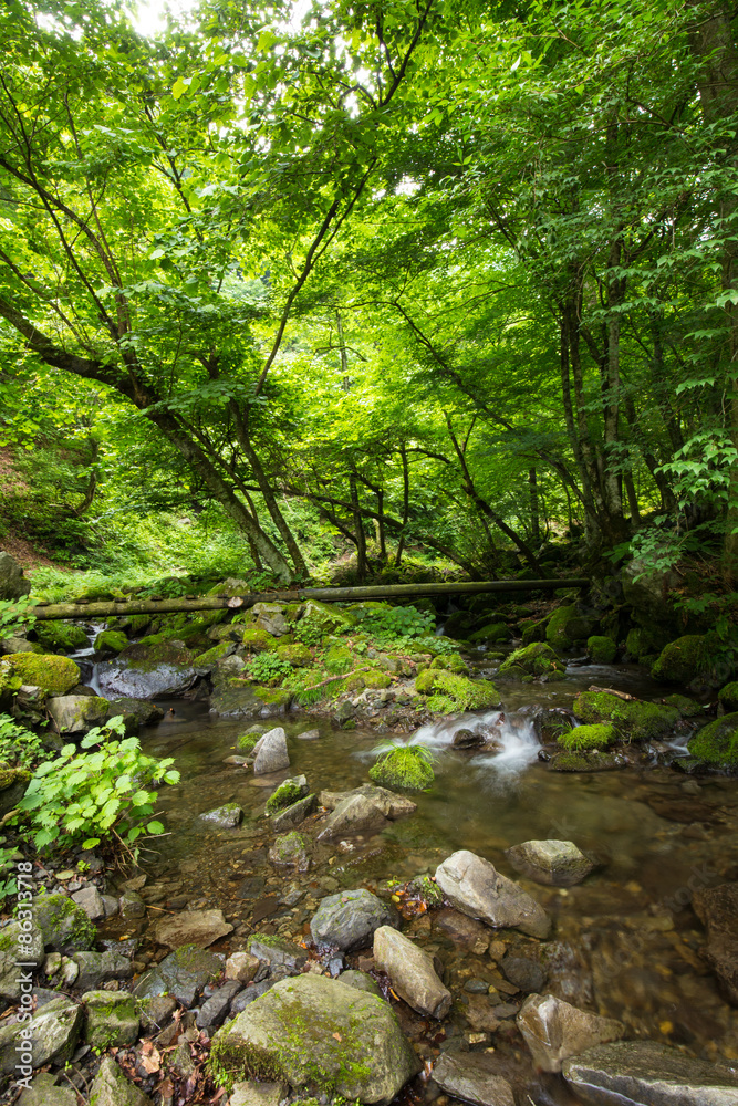 Fototapeta premium 渓流と新緑（東京奥多摩の海澤の三滝）