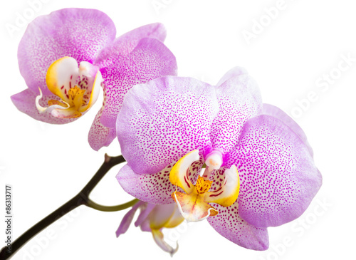 Beautiful orchid on white background 