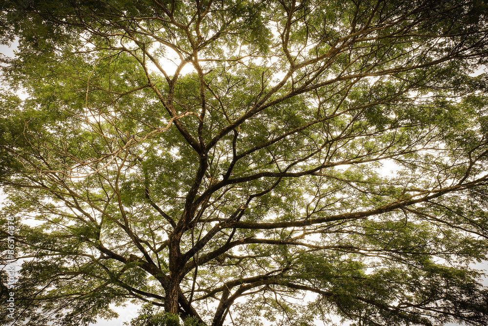 Fototapeta premium Vintage tree , wood on sunlight backgroung