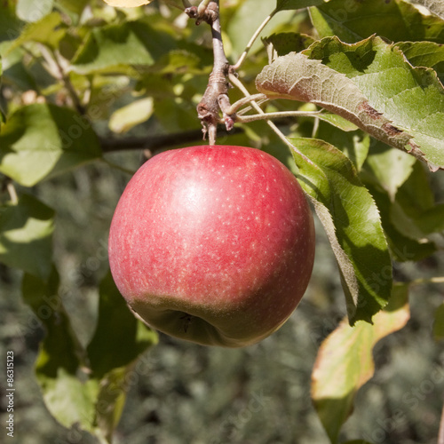 Roter Apfel am Baum