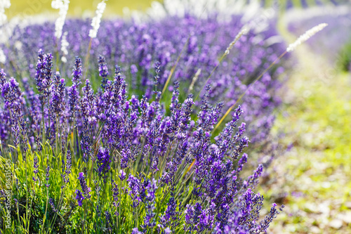 Lavender fields near Valensole in Provence  France.